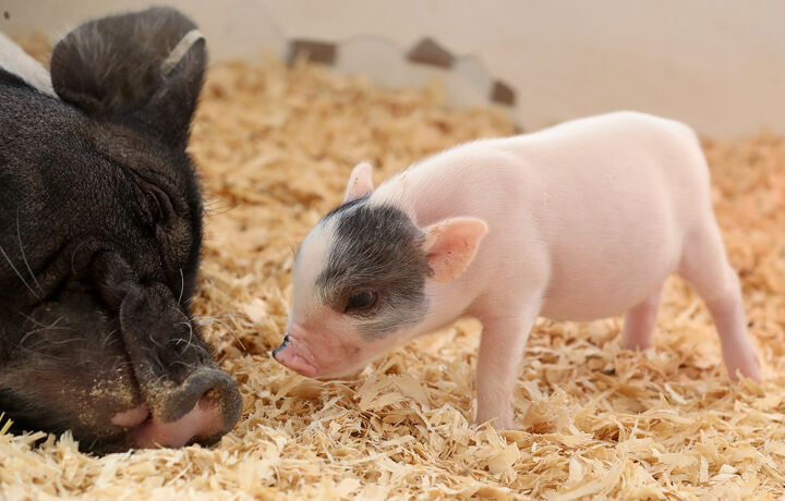 090621 NSF ANIMALS 4.jpg